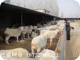 内蒙古圈养各种牲畜围栏网