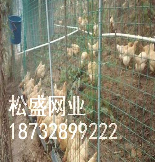 荷兰网 (155).jpg